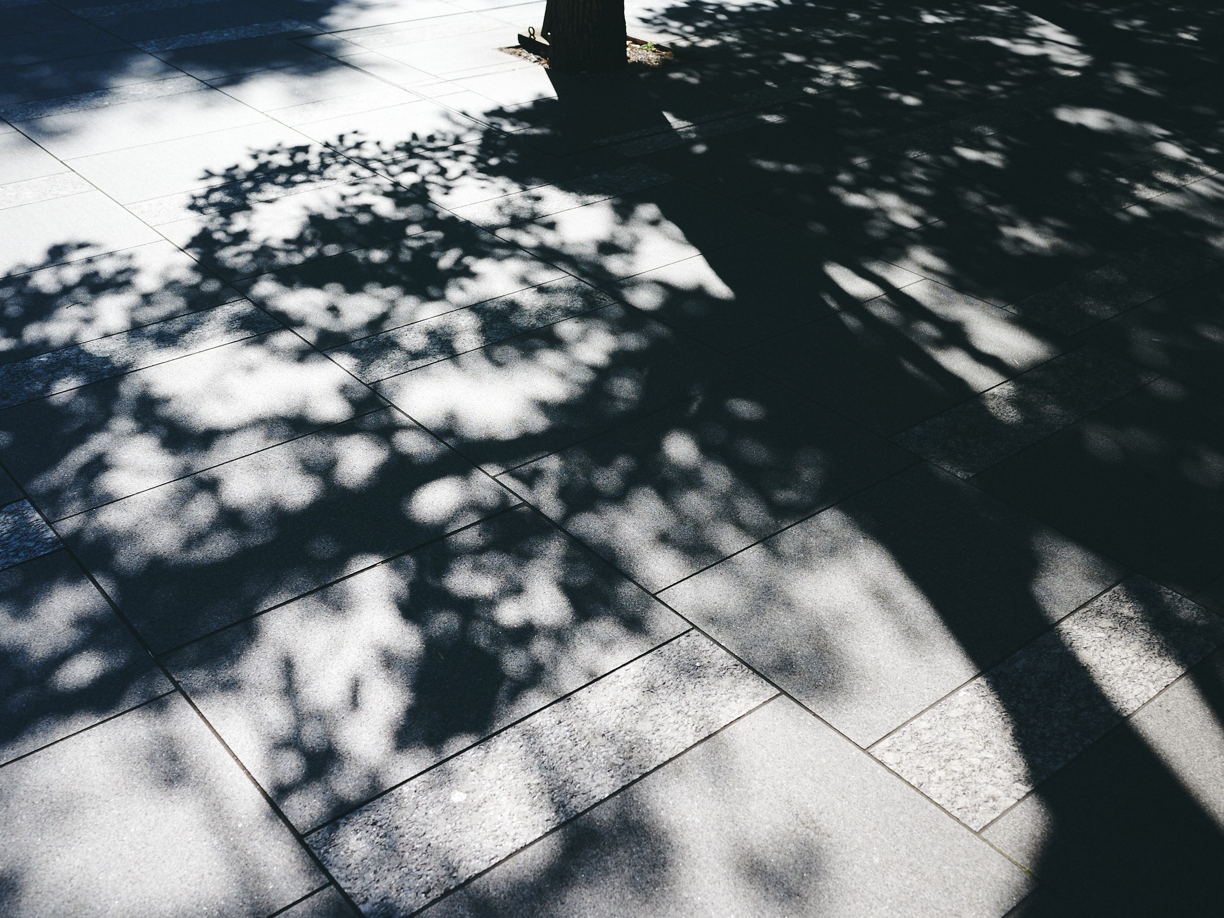 銀之丞 東銀座と私/尾上菊之丞（前篇） | 東銀座のまちと人 | 東銀座エリア